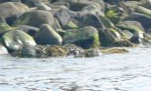 PICTURES/Puffin Express - Boat Tour Around Puffin Island/t_Puffins (18)a.JPG